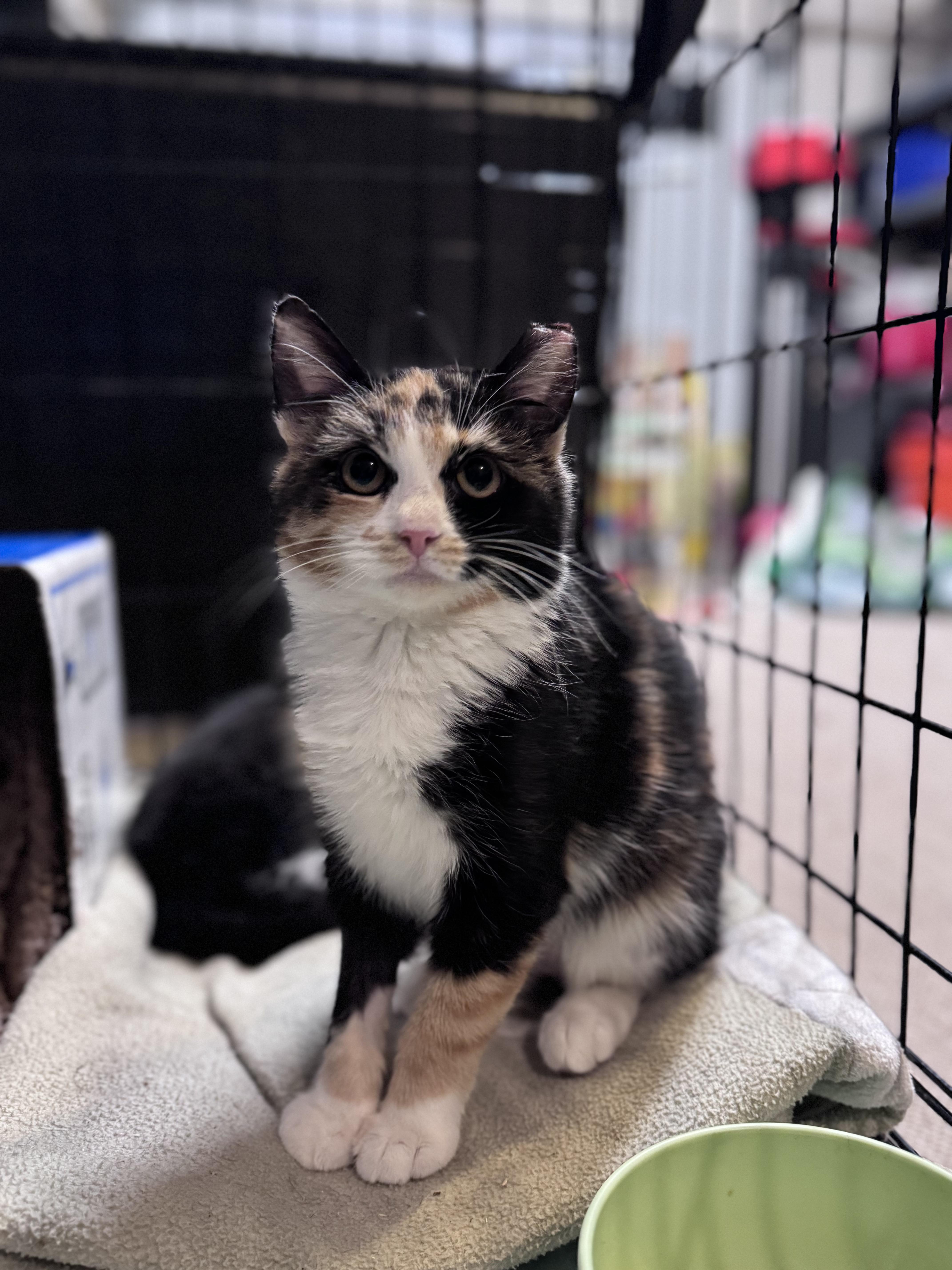 Scarlett thumbnail 3