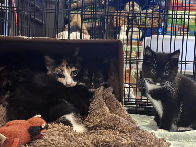 Scarlett thumbnail 4