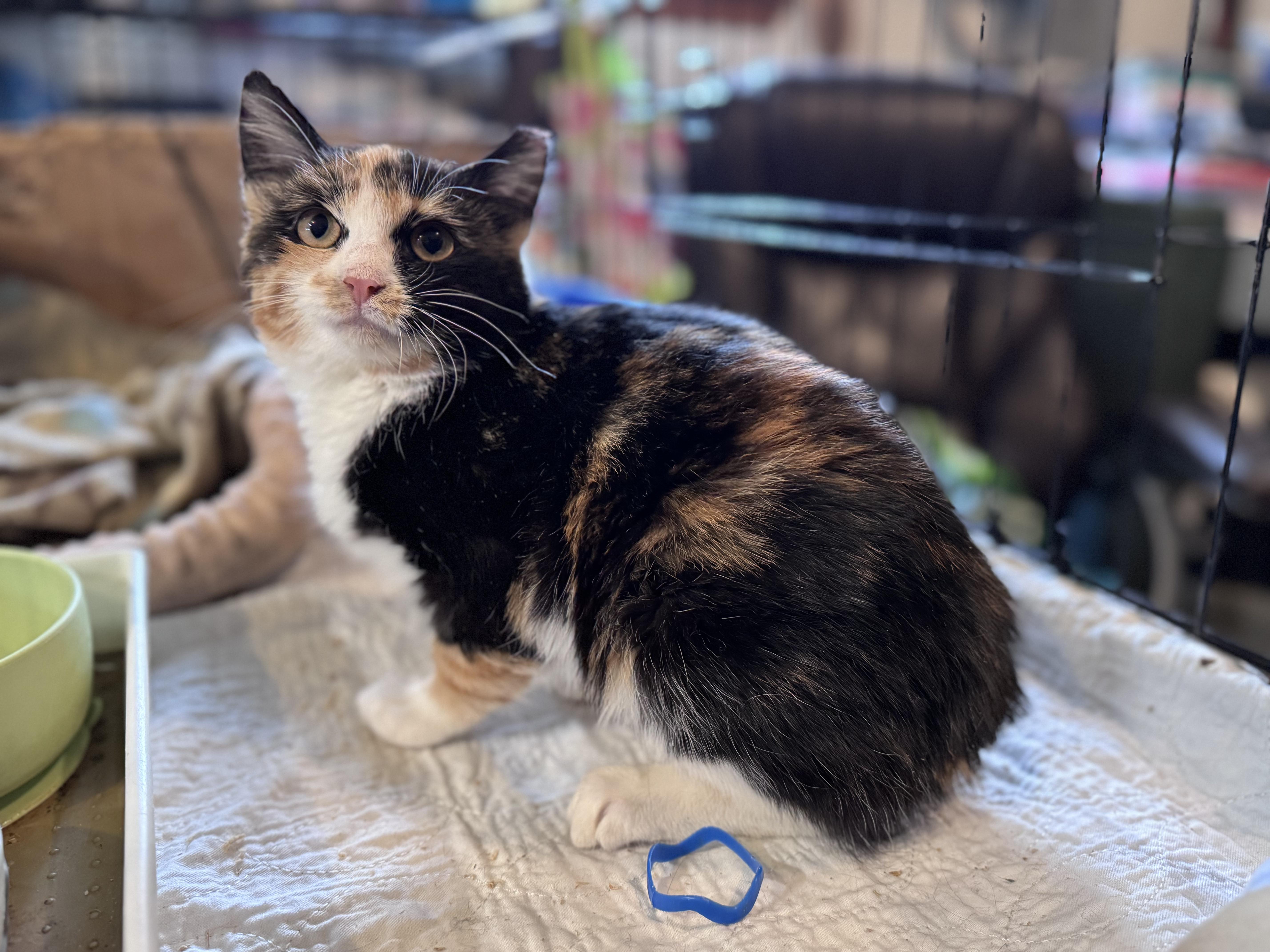 Scarlett thumbnail 5