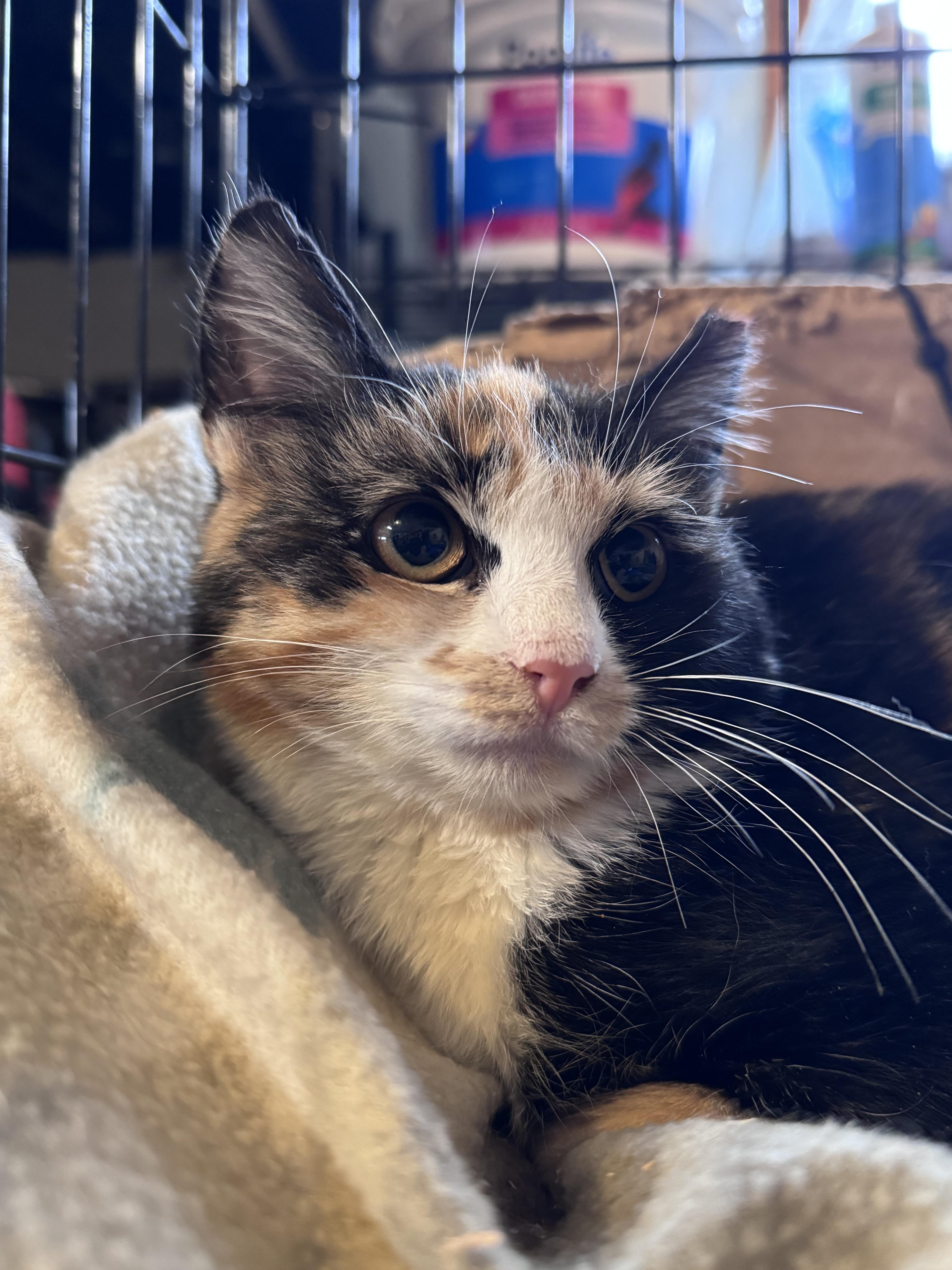 Scarlett thumbnail 6