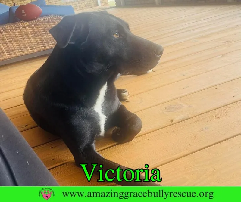 Victoria thumbnail 2