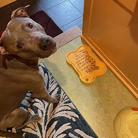 Fin Is In Maine thumbnail 4