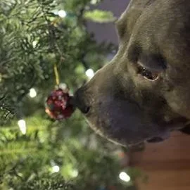 Fin Is In Maine thumbnail 5