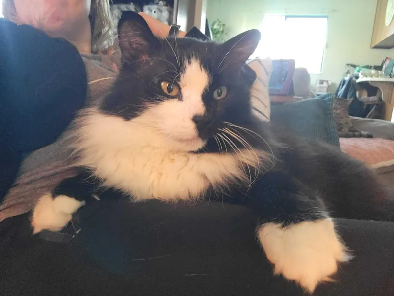 Gilgamesh thumbnail 5