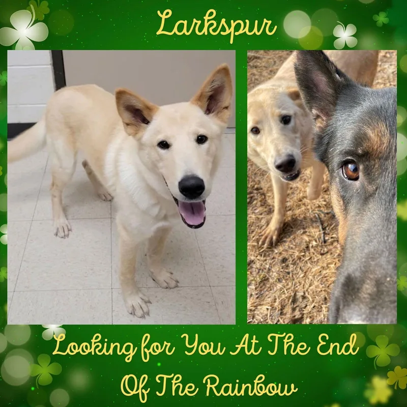 Larkspur thumbnail 2