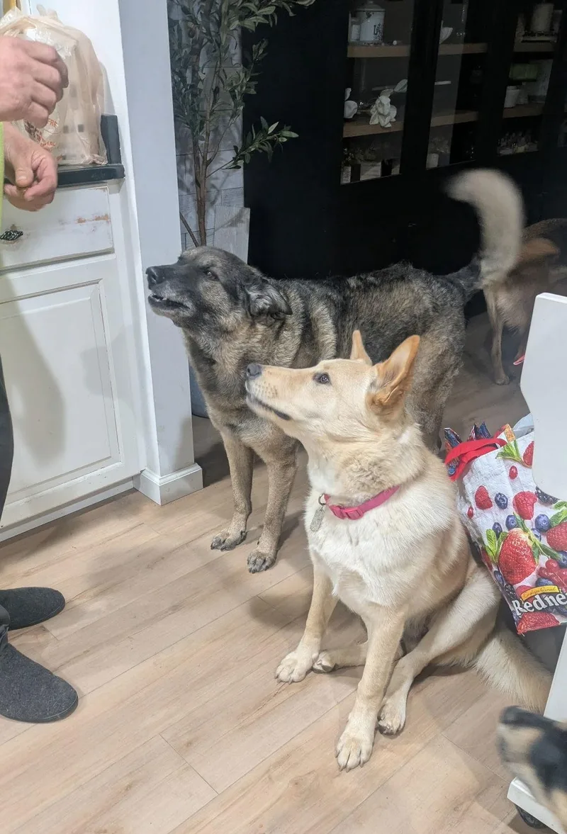 Larkspur thumbnail 3