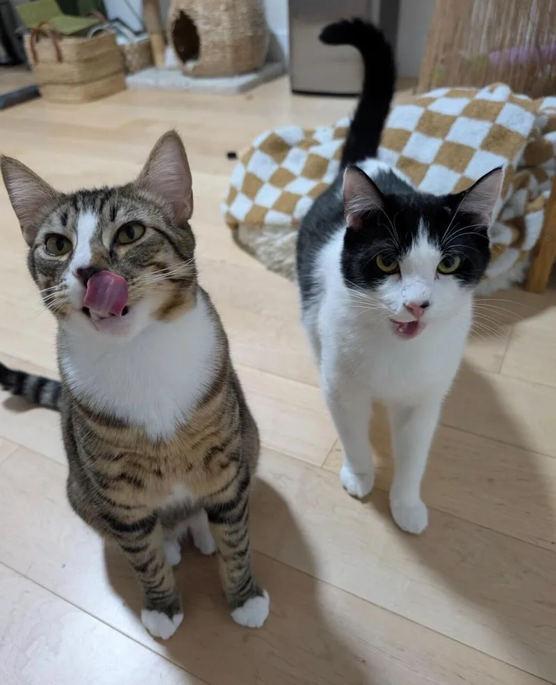 Jerry And Milkshake thumbnail 2