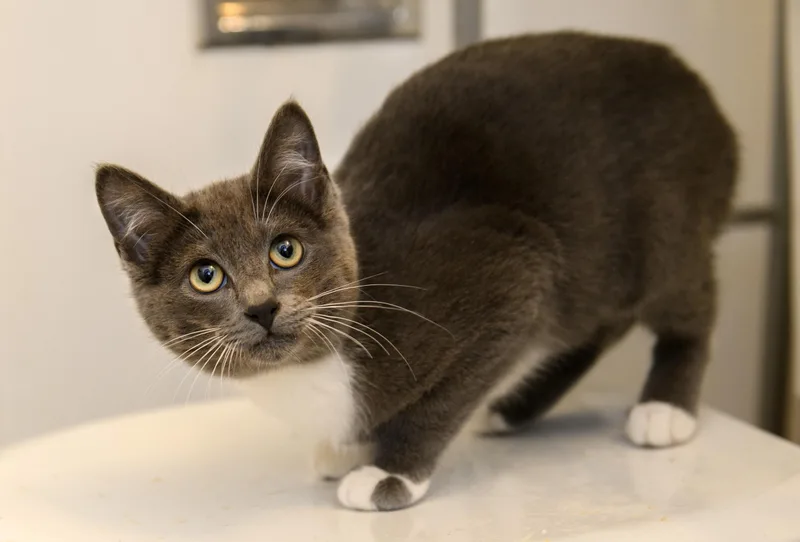 Birdie And Rizzo thumbnail 5