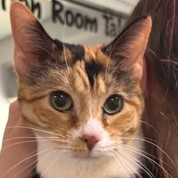 Salmon Mousse thumbnail 2