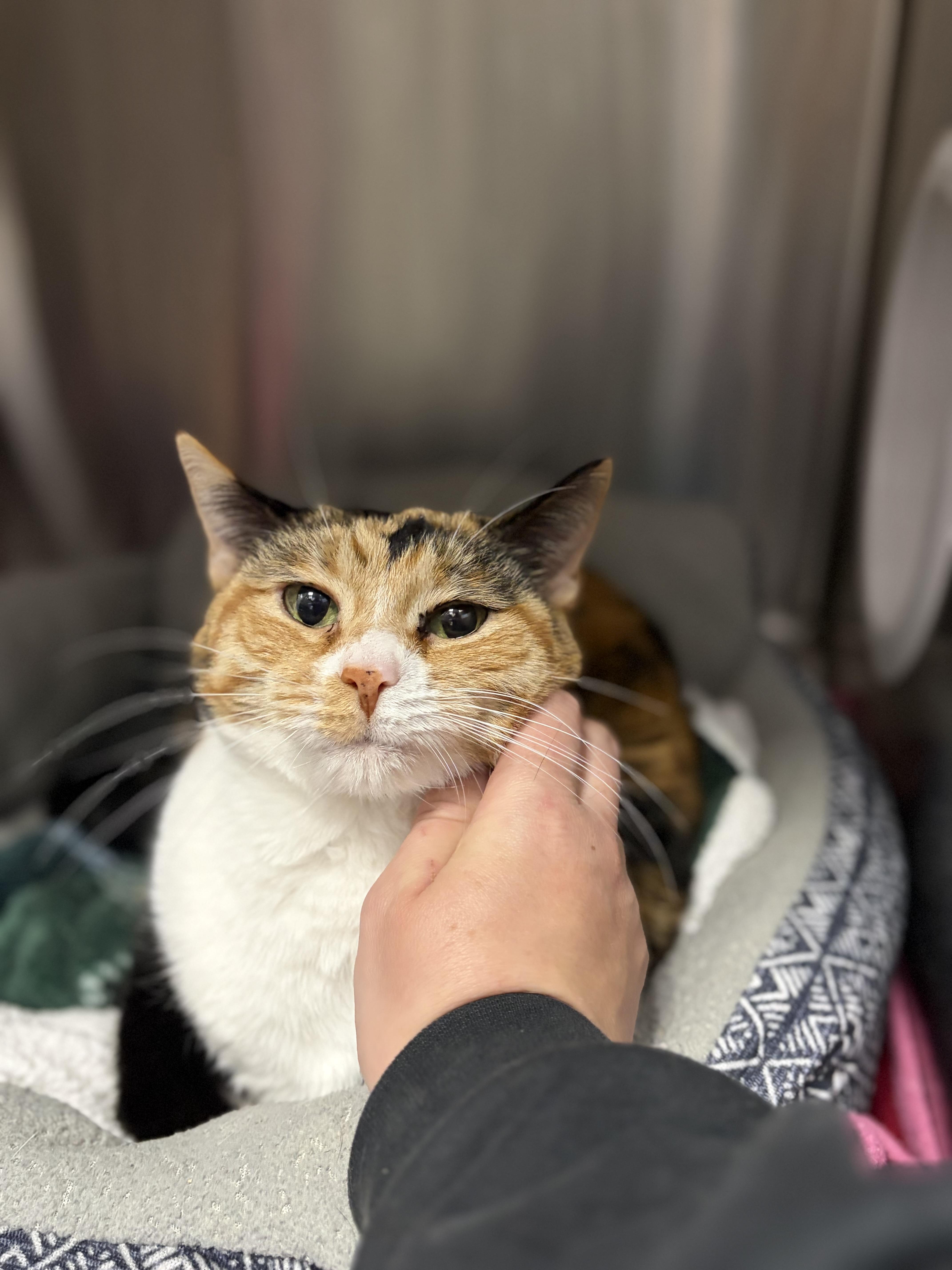 Salmon Mousse thumbnail 3