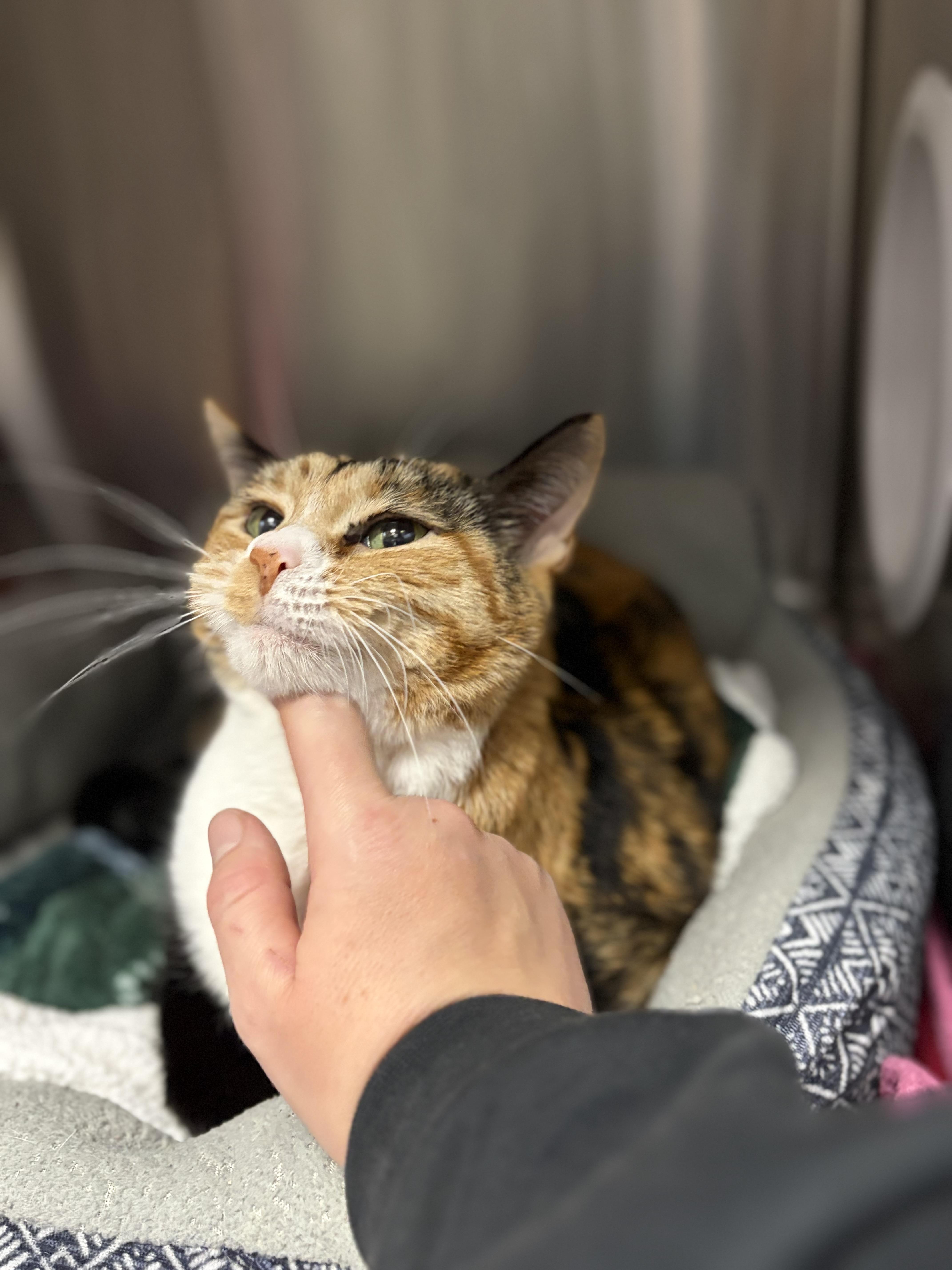 Salmon Mousse thumbnail 4