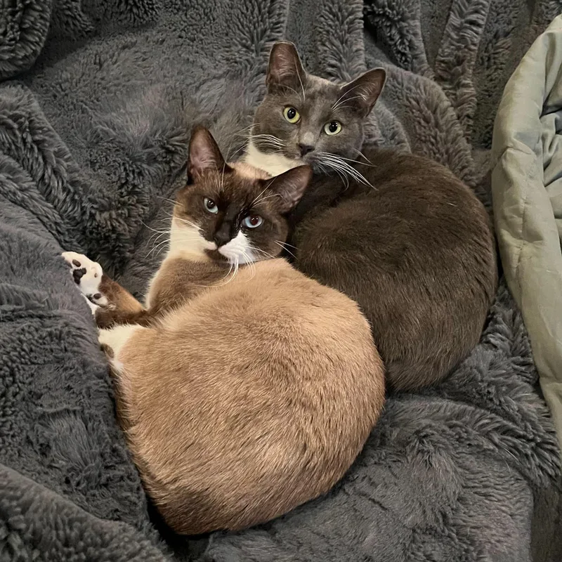 Tiramisu And Panna Cotta