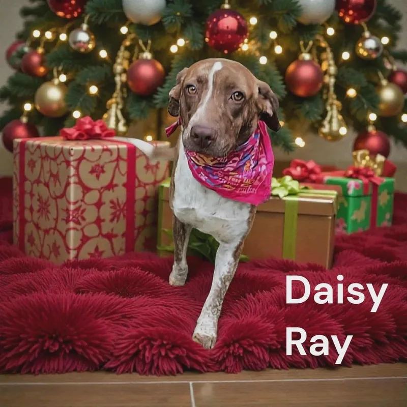 Daisy Ray🇨🇦 thumbnail 2