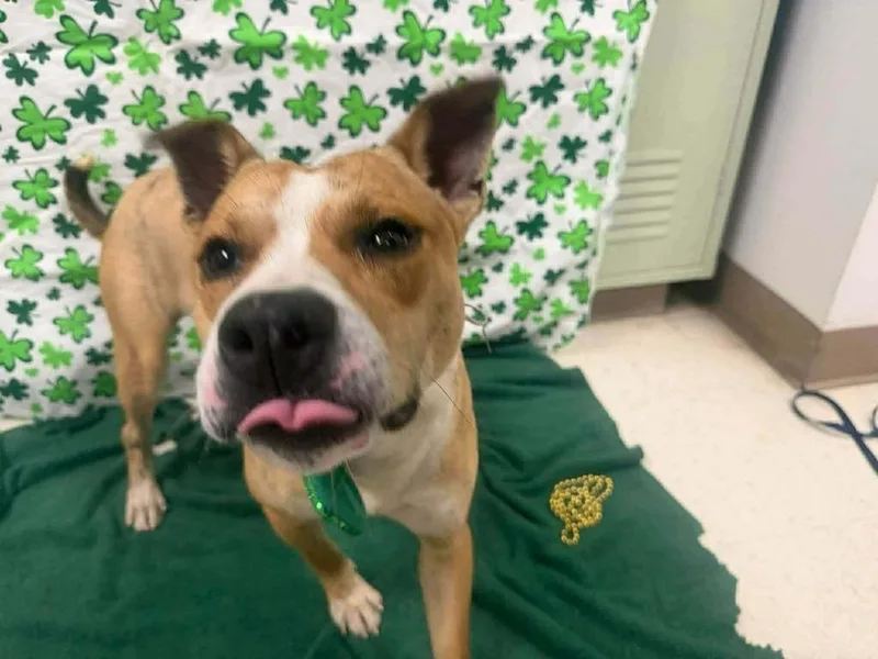 Cheese Stick A thumbnail 2