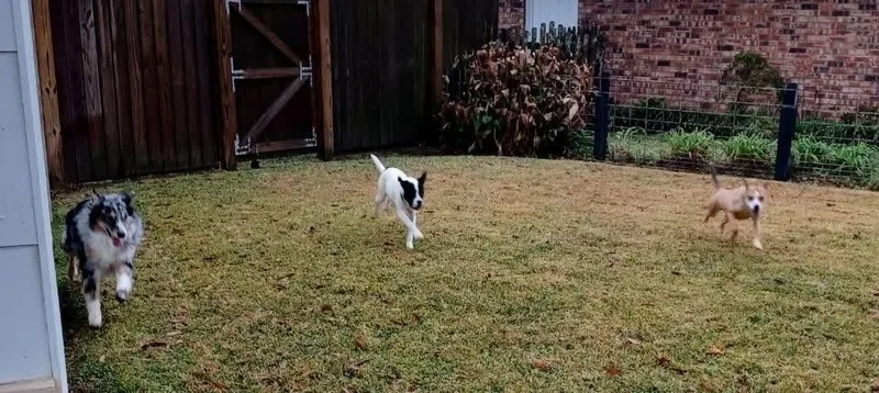 Cheese Stick A thumbnail 3