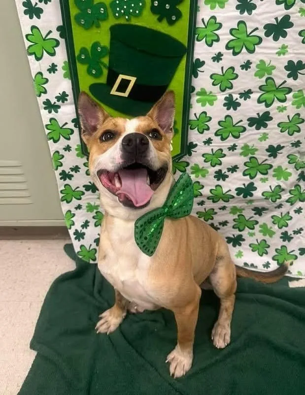 Cheese Stick A thumbnail 4