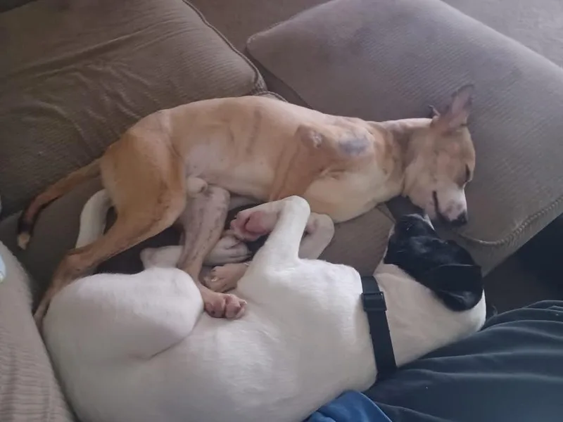 Cheese Stick A thumbnail 5