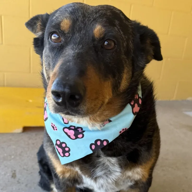 Penelope thumbnail 3