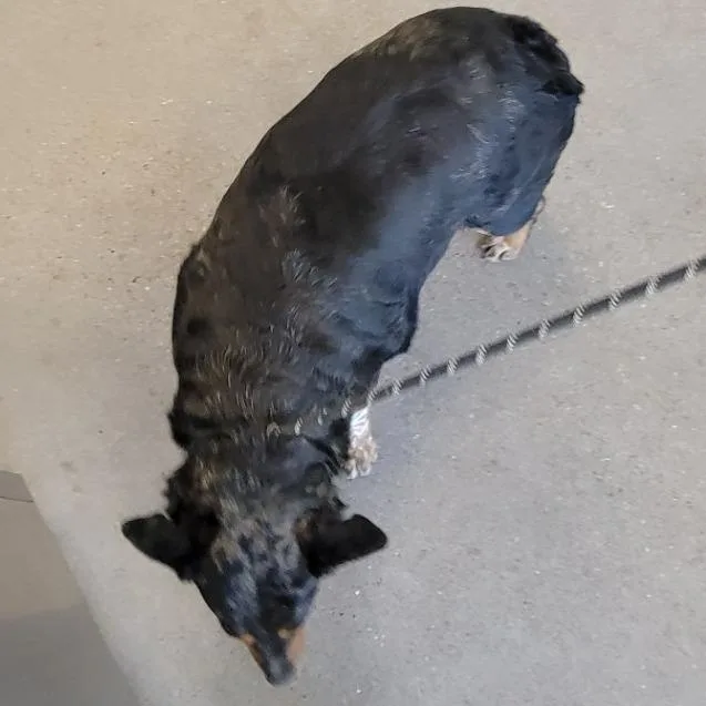 Penelope thumbnail 4