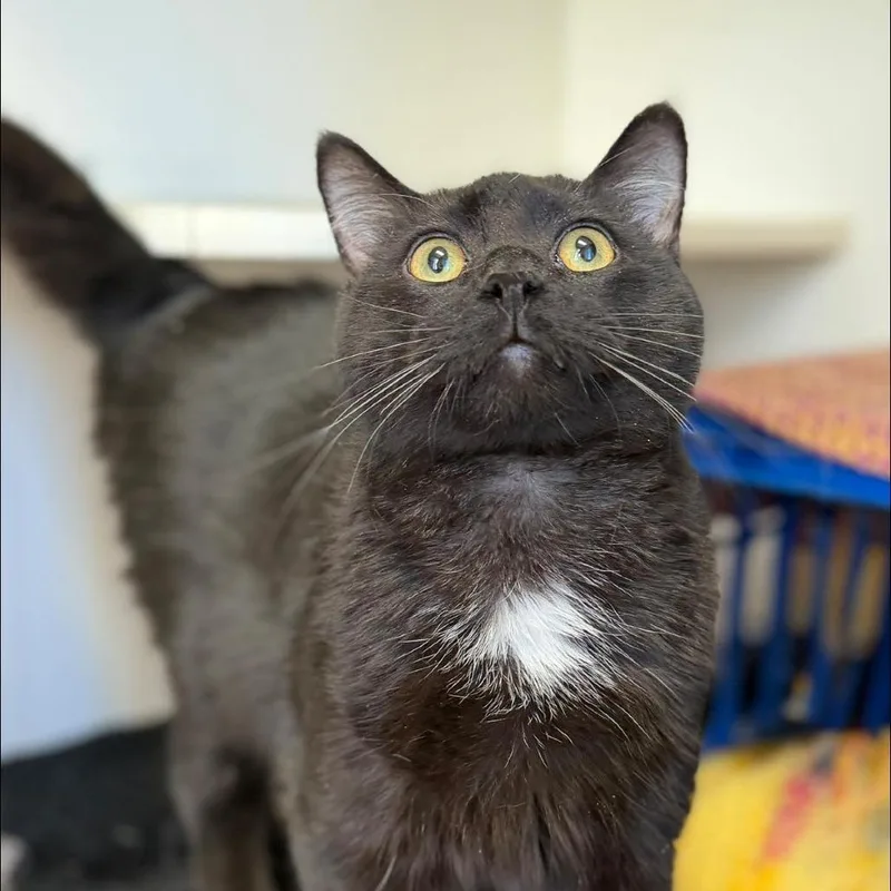 Bagheera thumbnail 2