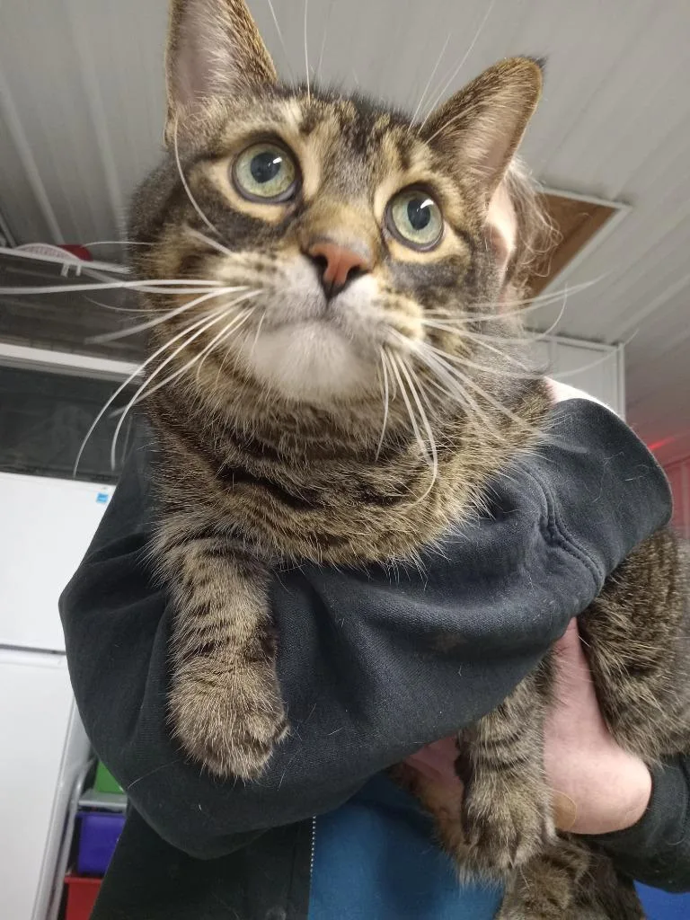 Jaspurr  Front Declawed