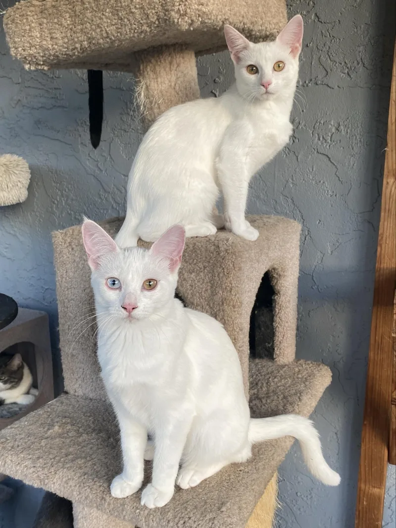 Sophia & Dorothy thumbnail 4