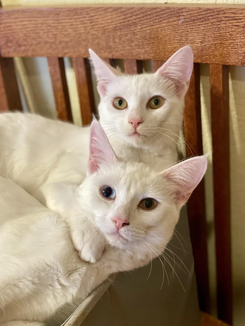 Sophia & Dorothy thumbnail 5