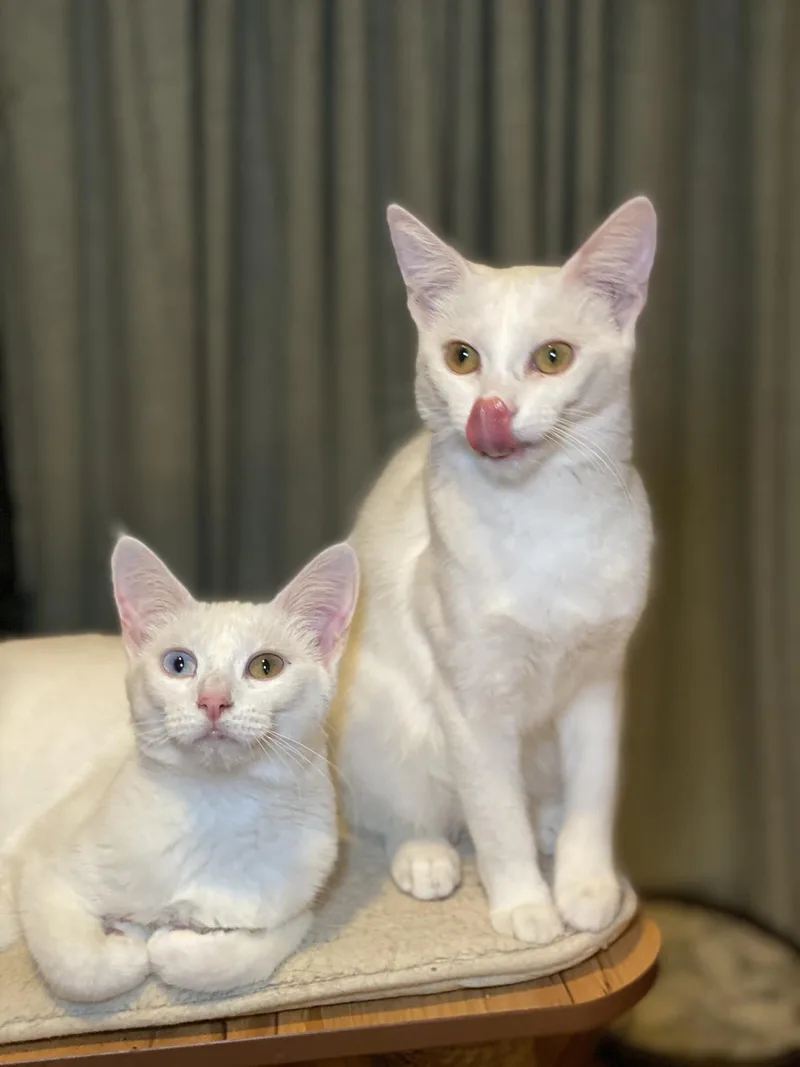 Sophia & Dorothy thumbnail 6