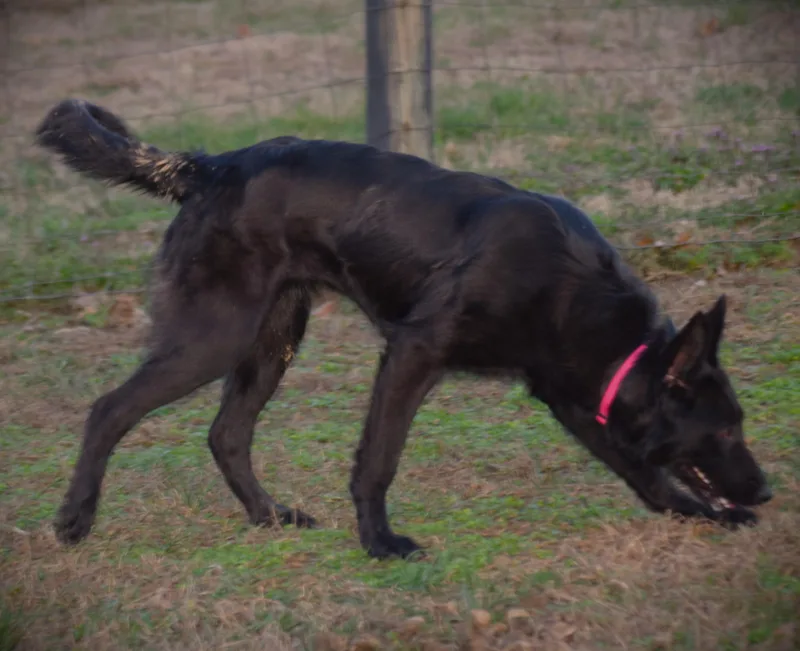 Olive Smartloyal thumbnail 2