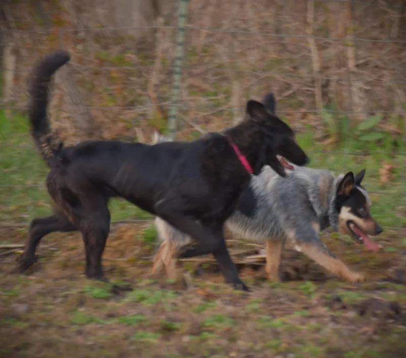 Olive Smartloyal thumbnail 3