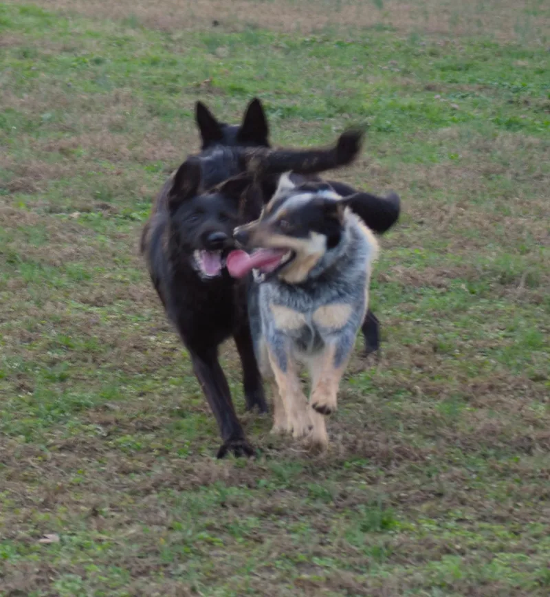 Olive Smartloyal thumbnail 4