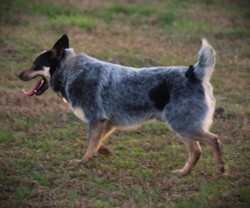 Cowboy Goober!!! thumbnail 2