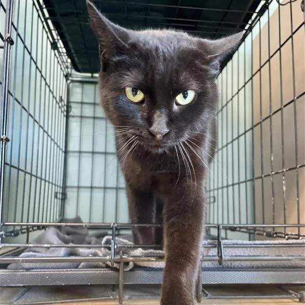 Midnight thumbnail 2