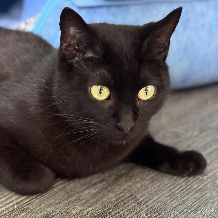 Midnight thumbnail 3