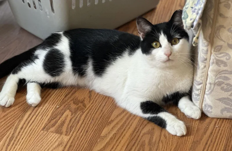 Jellybean thumbnail 2