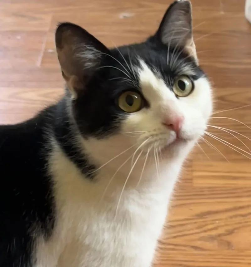 Jellybean thumbnail 3