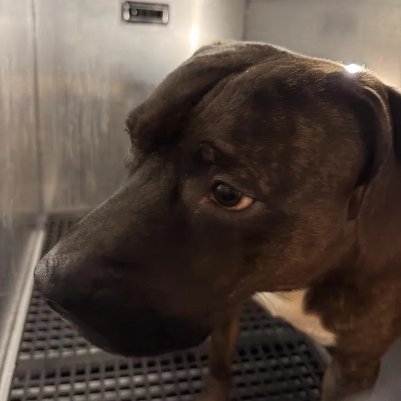 King Ludwig Ii thumbnail 2