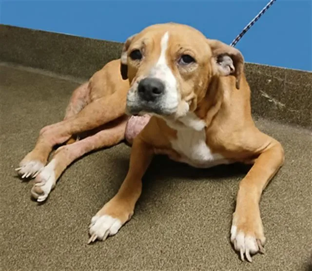 A senior medium-sized female Mixed Breed dog named Scarlett for adoption in Jacksonville, FL
