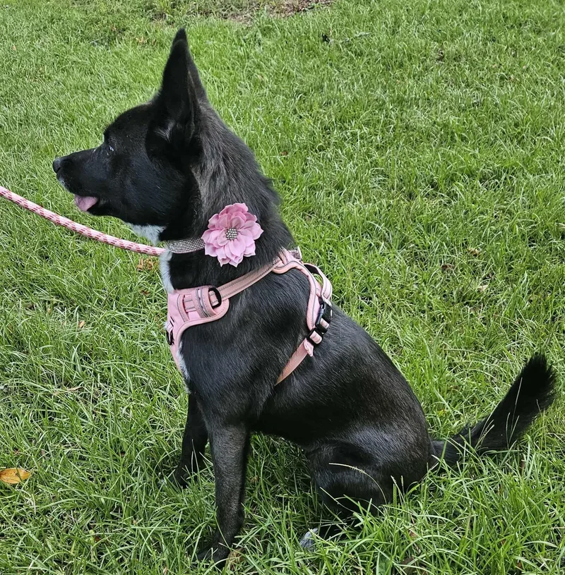 Roxy thumbnail 2