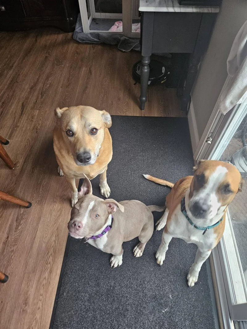 Captain Morgan thumbnail 3