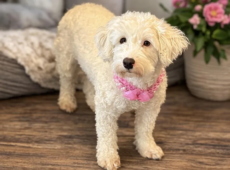 Snow White thumbnail 2