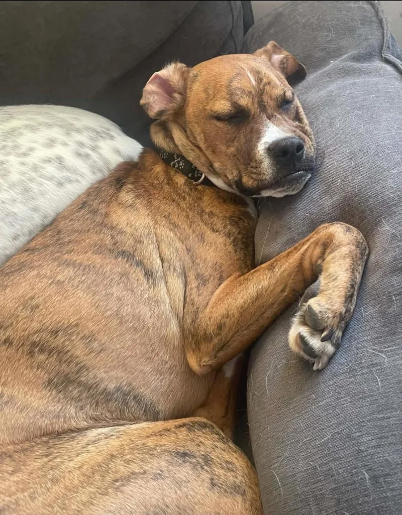 Mr. Carl Bones thumbnail 2