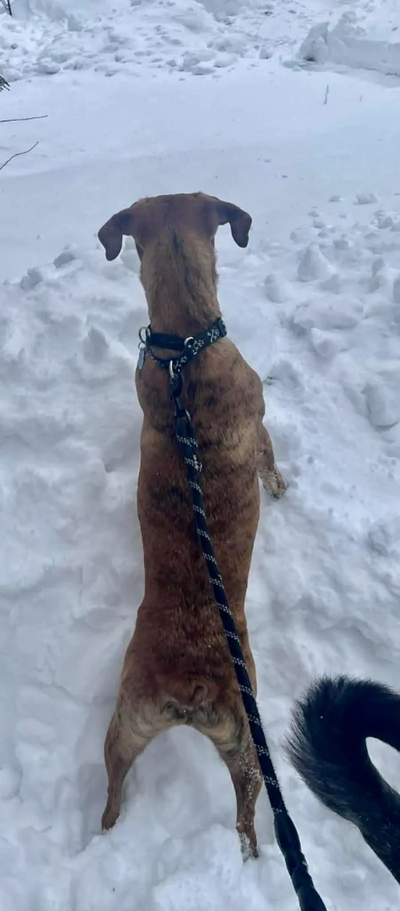 Mr. Carl Bones thumbnail 3