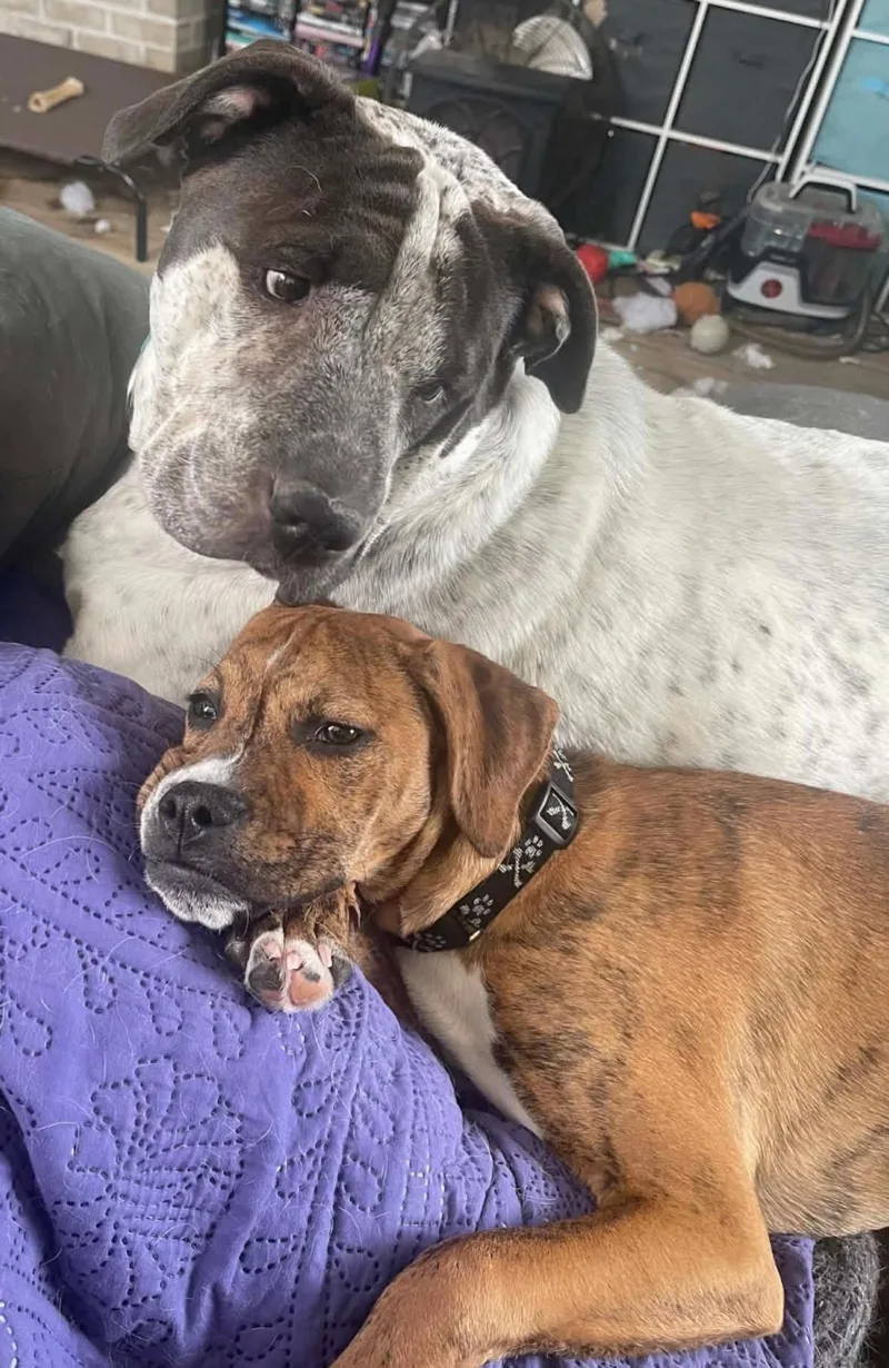 Mr. Carl Bones thumbnail 5