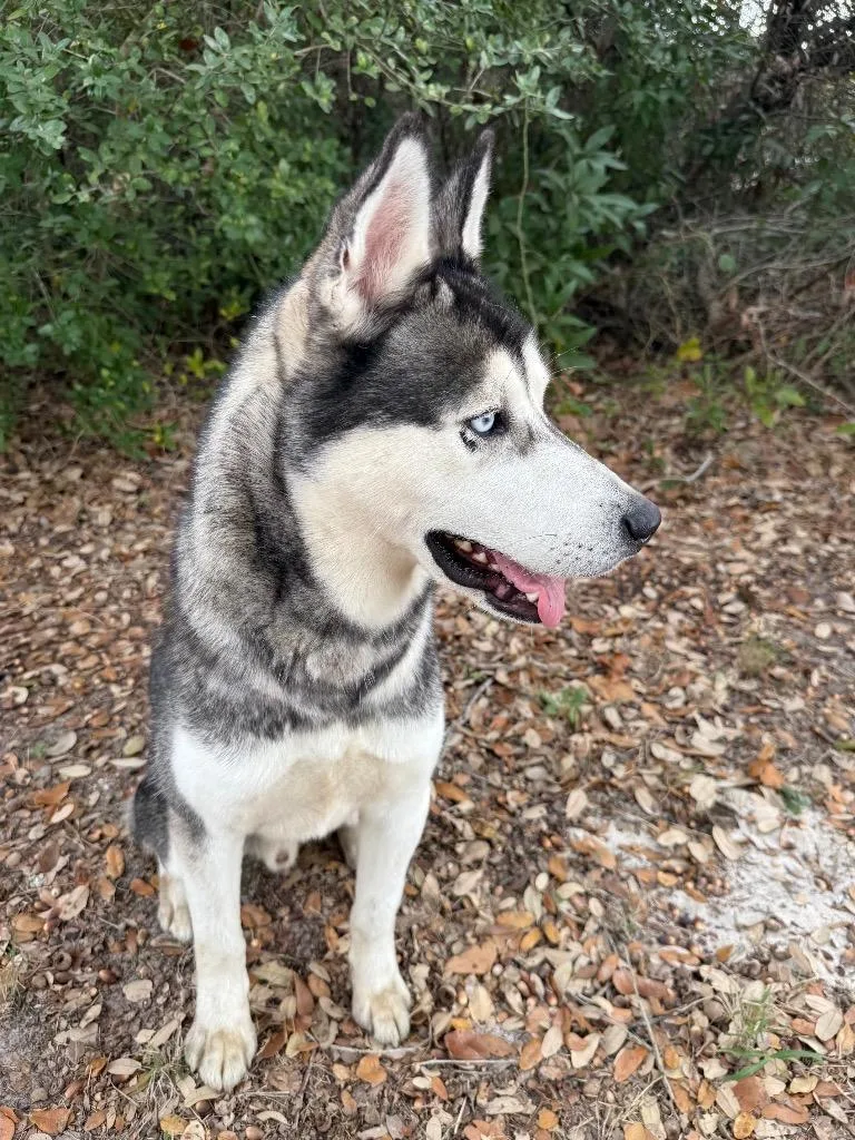 Arcanine thumbnail 4