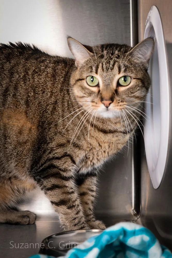 Sweetsie thumbnail 3