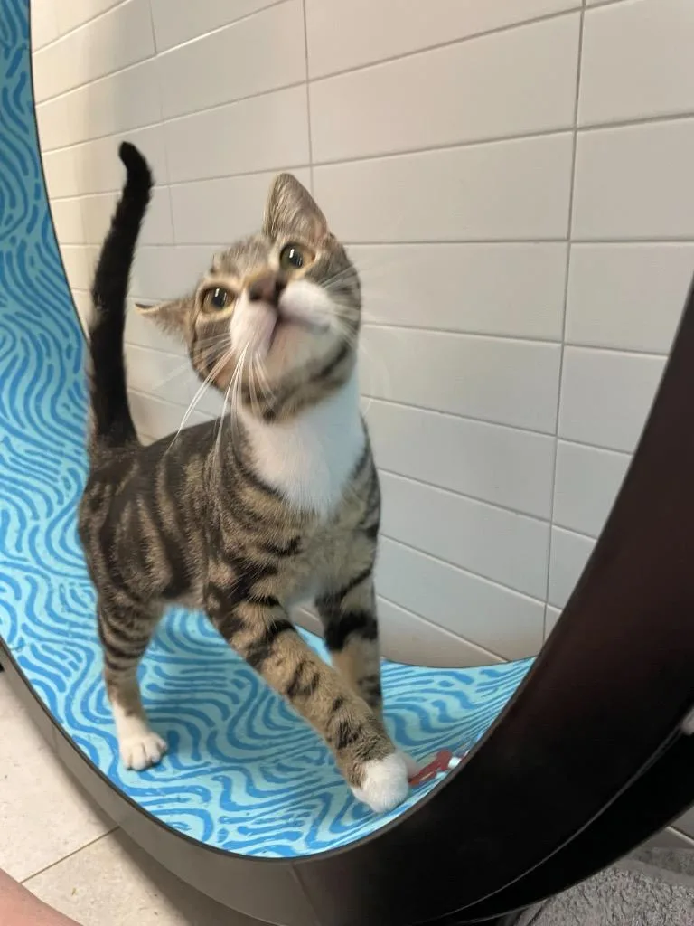 Jack Skellington thumbnail 2