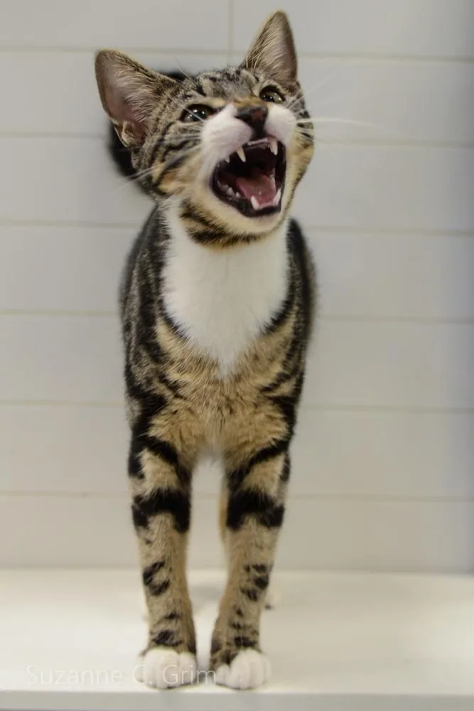 Jack Skellington thumbnail 3