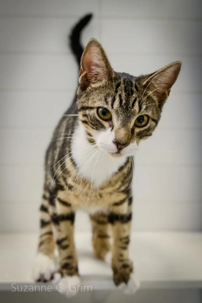 Jack Skellington thumbnail 4