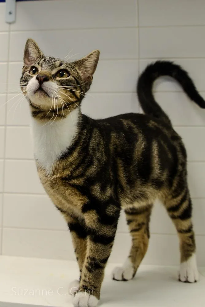 Jack Skellington thumbnail 5